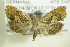  ( - BC ZSM Lep 90356)  @12 [ ] CreativeCommons - Attribution Non-Commercial Share-Alike (2015) Axel Hausmann/Bavarian State Collection of Zoology (ZSM) SNSB, Zoologische Staatssammlung Muenchen
