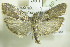  ( - BC ZSM Lep 90358)  @14 [ ] CreativeCommons - Attribution Non-Commercial Share-Alike (2015) Axel Hausmann/Bavarian State Collection of Zoology (ZSM) SNSB, Zoologische Staatssammlung Muenchen