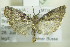  ( - BC ZSM Lep 90361)  @13 [ ] CreativeCommons - Attribution Non-Commercial Share-Alike (2015) Axel Hausmann/Bavarian State Collection of Zoology (ZSM) SNSB, Zoologische Staatssammlung Muenchen