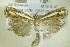  ( - BC ZSM Lep 90366)  @12 [ ] CreativeCommons - Attribution Non-Commercial Share-Alike (2015) Axel Hausmann/Bavarian State Collection of Zoology (ZSM) SNSB, Zoologische Staatssammlung Muenchen