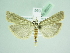  ( - BC ZSM Lep 90370)  @14 [ ] CreativeCommons - Attribution Non-Commercial Share-Alike (2015) Axel Hausmann/Bavarian State Collection of Zoology (ZSM) SNSB, Zoologische Staatssammlung Muenchen