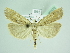  ( - BC ZSM Lep 90372)  @13 [ ] CreativeCommons - Attribution Non-Commercial Share-Alike (2015) Axel Hausmann/Bavarian State Collection of Zoology (ZSM) SNSB, Zoologische Staatssammlung Muenchen