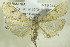  ( - BC ZSM Lep 90374)  @13 [ ] CreativeCommons - Attribution Non-Commercial Share-Alike (2015) Axel Hausmann/Bavarian State Collection of Zoology (ZSM) SNSB, Zoologische Staatssammlung Muenchen