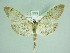  ( - BC ZSM Lep 90376)  @13 [ ] CreativeCommons - Attribution Non-Commercial Share-Alike (2015) Axel Hausmann/Bavarian State Collection of Zoology (ZSM) SNSB, Zoologische Staatssammlung Muenchen