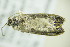  ( - BC ZSM Lep 90416)  @12 [ ] CreativeCommons - Attribution Non-Commercial Share-Alike (2015) Axel Hausmann/Bavarian State Collection of Zoology (ZSM) SNSB, Zoologische Staatssammlung Muenchen