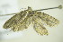  ( - BC ZSM Lep 90423)  @14 [ ] CreativeCommons - Attribution Non-Commercial Share-Alike (2015) Axel Hausmann/Bavarian State Collection of Zoology (ZSM) SNSB, Zoologische Staatssammlung Muenchen