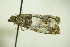  ( - BC ZSM Lep 90432)  @14 [ ] CreativeCommons - Attribution Non-Commercial Share-Alike (2015) Axel Hausmann/Bavarian State Collection of Zoology (ZSM) SNSB, Zoologische Staatssammlung Muenchen