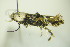  ( - BC ZSM Lep 90438)  @12 [ ] CreativeCommons - Attribution Non-Commercial Share-Alike (2015) Axel Hausmann/Bavarian State Collection of Zoology (ZSM) SNSB, Zoologische Staatssammlung Muenchen