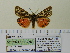  ( - BC ZSM Lep 91778)  @13 [ ] CreativeCommons - Attribution Non-Commercial Share-Alike (2015) Axel Hausmann/Bavarian State Collection of Zoology (ZSM) SNSB, Zoologische Staatssammlung Muenchen