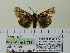  ( - BC ZSM Lep 91789)  @13 [ ] CreativeCommons - Attribution Non-Commercial Share-Alike (2015) Axel Hausmann/Bavarian State Collection of Zoology (ZSM) SNSB, Zoologische Staatssammlung Muenchen