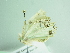  ( - BC ZSM Lep 91795)  @12 [ ] CreativeCommons - Attribution Non-Commercial Share-Alike (2015) Axel Hausmann/Bavarian State Collection of Zoology (ZSM) SNSB, Zoologische Staatssammlung Muenchen