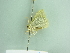  ( - BC ZSM Lep 91809)  @13 [ ] CreativeCommons - Attribution Non-Commercial Share-Alike (2015) Axel Hausmann/Bavarian State Collection of Zoology (ZSM) SNSB, Zoologische Staatssammlung Muenchen