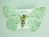  ( - BC ZSM Lep 91810)  @13 [ ] CreativeCommons - Attribution Non-Commercial Share-Alike (2015) Axel Hausmann/Bavarian State Collection of Zoology (ZSM) SNSB, Zoologische Staatssammlung Muenchen