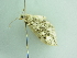  ( - BC ZSM Lep 91820)  @11 [ ] CreativeCommons - Attribution Non-Commercial Share-Alike (2015) Axel Hausmann/Bavarian State Collection of Zoology (ZSM) SNSB, Zoologische Staatssammlung Muenchen