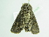  ( - BC ZSM Lep 91825)  @12 [ ] CreativeCommons - Attribution Non-Commercial Share-Alike (2015) Axel Hausmann/Bavarian State Collection of Zoology (ZSM) SNSB, Zoologische Staatssammlung Muenchen