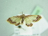  ( - BC ZSM Lep 91833)  @13 [ ] CreativeCommons - Attribution Non-Commercial Share-Alike (2015) Axel Hausmann/Bavarian State Collection of Zoology (ZSM) SNSB, Zoologische Staatssammlung Muenchen