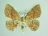  ( - BC ZSM Lep 91840)  @11 [ ] CreativeCommons - Attribution Non-Commercial Share-Alike (2015) Axel Hausmann/Bavarian State Collection of Zoology (ZSM) SNSB, Zoologische Staatssammlung Muenchen