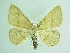  ( - BC ZSM Lep 91978)  @11 [ ] CreativeCommons - Attribution Non-Commercial Share-Alike (2015) Axel Hausmann/Bavarian State Collection of Zoology (ZSM) SNSB, Zoologische Staatssammlung Muenchen