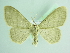  ( - BC ZSM Lep 91980)  @13 [ ] CreativeCommons - Attribution Non-Commercial Share-Alike (2015) Axel Hausmann/Bavarian State Collection of Zoology (ZSM) SNSB, Zoologische Staatssammlung Muenchen