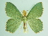  ( - BC ZSM Lep 91982)  @14 [ ] CreativeCommons - Attribution Non-Commercial Share-Alike (2015) Axel Hausmann/Bavarian State Collection of Zoology (ZSM) SNSB, Zoologische Staatssammlung Muenchen