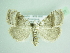  ( - BC ZSM Lep 92001)  @12 [ ] CreativeCommons - Attribution Non-Commercial Share-Alike (2015) Axel Hausmann/Bavarian State Collection of Zoology (ZSM) SNSB, Zoologische Staatssammlung Muenchen