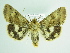 ( - BC ZSM Lep 92011)  @14 [ ] CreativeCommons - Attribution Non-Commercial Share-Alike (2015) Axel Hausmann/Bavarian State Collection of Zoology (ZSM) SNSB, Zoologische Staatssammlung Muenchen