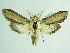  ( - BC ZSM Lep 92014)  @12 [ ] CreativeCommons - Attribution Non-Commercial Share-Alike (2015) Axel Hausmann/Bavarian State Collection of Zoology (ZSM) SNSB, Zoologische Staatssammlung Muenchen