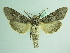  ( - BC ZSM Lep 92018)  @13 [ ] CreativeCommons - Attribution Non-Commercial Share-Alike (2015) Axel Hausmann/Bavarian State Collection of Zoology (ZSM) SNSB, Zoologische Staatssammlung Muenchen