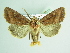  ( - BC ZSM Lep 92019)  @12 [ ] CreativeCommons - Attribution Non-Commercial Share-Alike (2015) Axel Hausmann/Bavarian State Collection of Zoology (ZSM) SNSB, Zoologische Staatssammlung Muenchen