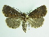  ( - BC ZSM Lep 92020)  @13 [ ] CreativeCommons - Attribution Non-Commercial Share-Alike (2015) Axel Hausmann/Bavarian State Collection of Zoology (ZSM) SNSB, Zoologische Staatssammlung Muenchen