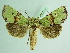  ( - BC ZSM Lep 92027)  @13 [ ] CreativeCommons - Attribution Non-Commercial Share-Alike (2015) Axel Hausmann/Bavarian State Collection of Zoology (ZSM) SNSB, Zoologische Staatssammlung Muenchen