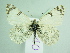  ( - BC ZSM Lep 92041)  @11 [ ] CreativeCommons - Attribution Non-Commercial Share-Alike (2015) Axel Hausmann/Bavarian State Collection of Zoology (ZSM) SNSB, Zoologische Staatssammlung Muenchen