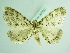  ( - BC ZSM Lep 92050)  @13 [ ] CreativeCommons - Attribution Non-Commercial Share-Alike (2015) Axel Hausmann/Bavarian State Collection of Zoology (ZSM) SNSB, Zoologische Staatssammlung Muenchen