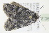  ( - BC ZSM lep 92547)  @12 [ ] CreativeCommons - Attribution Non-Commercial Share-Alike (2015) Unspecified SNSB, Zoologische Staatssammlung Muenchen