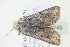 ( - BC ZSM lep 92549)  @12 [ ] CreativeCommons - Attribution Non-Commercial Share-Alike (2015) Unspecified SNSB, Zoologische Staatssammlung Muenchen