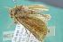  ( - BC ZSM lep 92564)  @12 [ ] CreativeCommons - Attribution Non-Commercial Share-Alike (2015) Unspecified SNSB, Zoologische Staatssammlung Muenchen