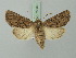  ( - BC ZSM Lep 75343)  @15 [ ] CreativeCommons - Attribution Non-Commercial Share-Alike (2015) Unspecified SNSB, Zoologische Staatssammlung Muenchen