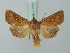  ( - BC ZSM Lep 75352)  @14 [ ] CreativeCommons - Attribution Non-Commercial Share-Alike (2015) Unspecified SNSB, Zoologische Staatssammlung Muenchen