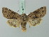  ( - BC ZSM Lep 75357)  @13 [ ] CreativeCommons - Attribution Non-Commercial Share-Alike (2015) Unspecified SNSB, Zoologische Staatssammlung Muenchen