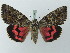  ( - BC ZSM Lep 75467)  @13 [ ] CreativeCommons - Attribution Non-Commercial Share-Alike (2015) Unspecified SNSB, Zoologische Staatssammlung Muenchen