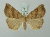 ( - BC ZSM Lep 75471)  @14 [ ] CreativeCommons - Attribution Non-Commercial Share-Alike (2015) Unspecified SNSB, Zoologische Staatssammlung Muenchen