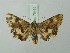  ( - BC ZSM Lep 75485)  @14 [ ] CreativeCommons - Attribution Non-Commercial Share-Alike (2015) Unspecified SNSB, Zoologische Staatssammlung Muenchen