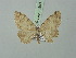  ( - BC ZSM Lep 75590)  @11 [ ] CreativeCommons - Attribution Non-Commercial Share-Alike (2015) Unspecified SNSB, Zoologische Staatssammlung Muenchen