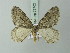  (Epirrita dilutata - BC ZSM Lep 75702)  @14 [ ] CreativeCommons - Attribution Non-Commercial Share-Alike (2015) Unspecified SNSB, Zoologische Staatssammlung Muenchen