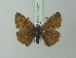  ( - BC ZSM Lep 75767)  @13 [ ] CreativeCommons - Attribution Non-Commercial Share-Alike (2015) Unspecified SNSB, Zoologische Staatssammlung Muenchen