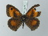  ( - BC ZSM Lep 75777)  @13 [ ] CreativeCommons - Attribution Non-Commercial Share-Alike (2015) Unspecified SNSB, Zoologische Staatssammlung Muenchen