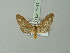 ( - BC ZSM Lep 75799)  @13 [ ] CreativeCommons - Attribution Non-Commercial Share-Alike (2015) Unspecified SNSB, Zoologische Staatssammlung Muenchen
