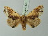  ( - BC ZSM Lep 75803)  @13 [ ] CreativeCommons - Attribution Non-Commercial Share-Alike (2015) Unspecified SNSB, Zoologische Staatssammlung Muenchen