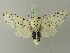  (Cerura erminea - BC ZSM Lep 75810)  @15 [ ] CreativeCommons - Attribution Non-Commercial Share-Alike (2015) Unspecified SNSB, Zoologische Staatssammlung Muenchen