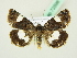  ( - BC ZSM Lep 72598)  @13 [ ] CreativeCommons - Attribution Non-Commercial Share-Alike (2015) Unspecified SNSB, Zoologische Staatssammlung Muenchen